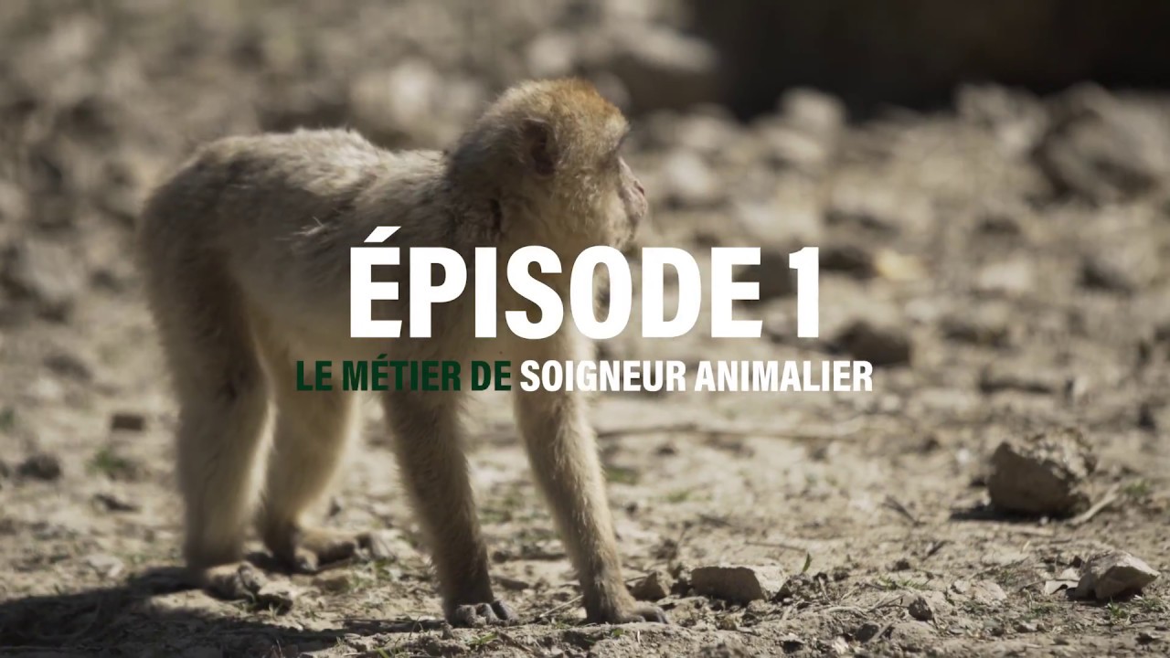 En immersion au Parc Animalier d'Auvergne : le m&eacute;tier de soigneur animalier