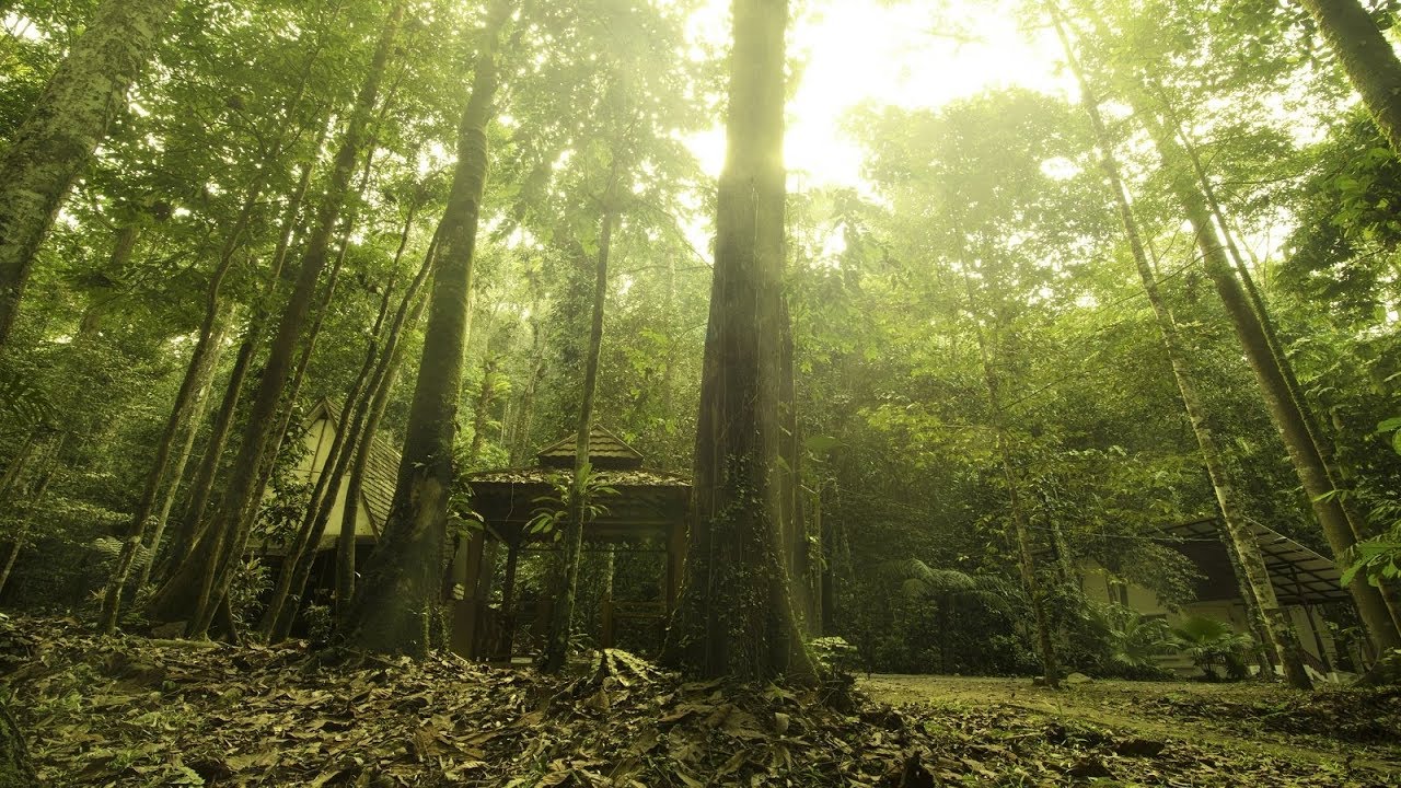 Traditional Malay Music - Malay Jungle