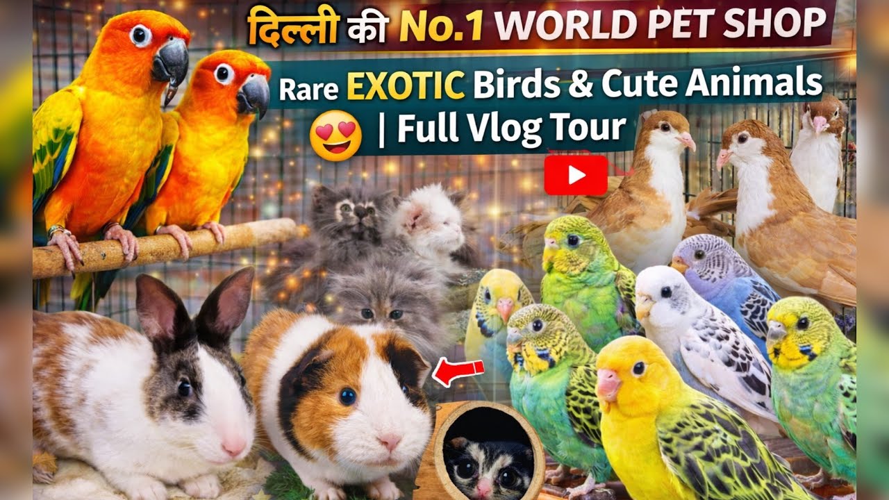 Exotic Birds & Animals in Delhi 🐾 World Pet Shop Full Tour | Guinea Pig & More 🙏