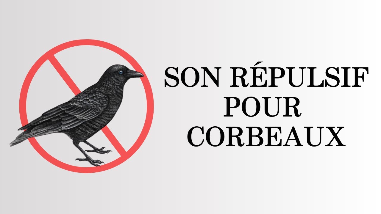 Son r&eacute;pulsif pour corbeaux｜Cri de faucon et ondes ultrasoniques (20kHz)