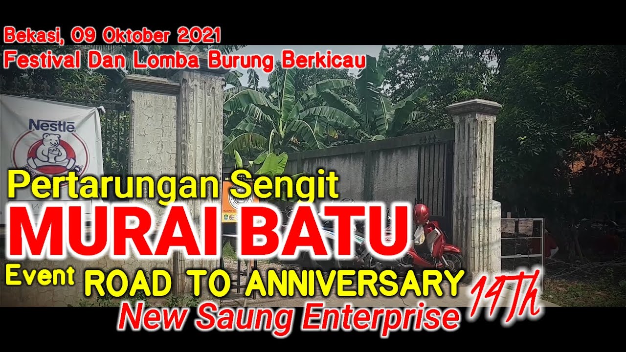 Pertarungan Sengit Murai Batu di event Road To Anniversary 14 Th New Saung Enterprise