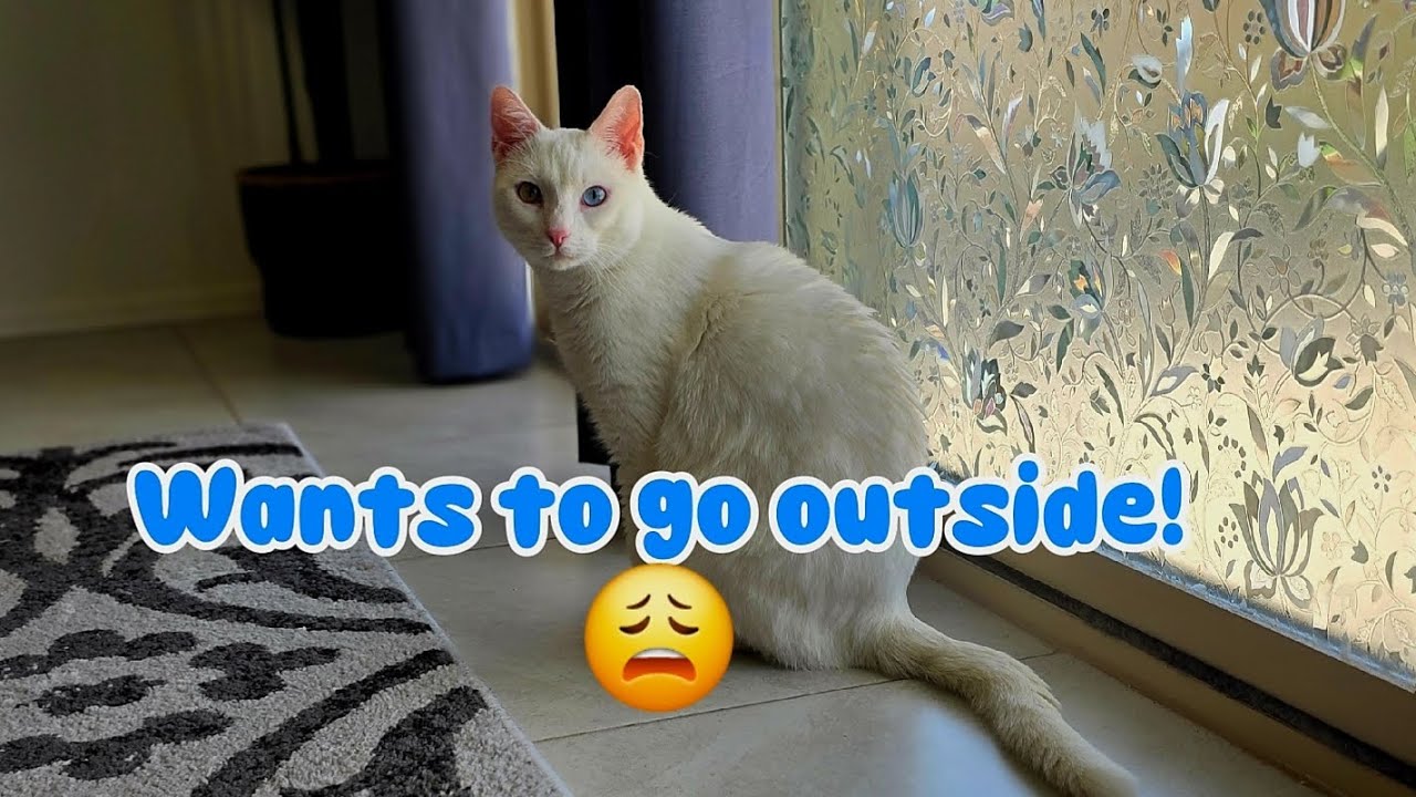 Wants to go outside 😩 