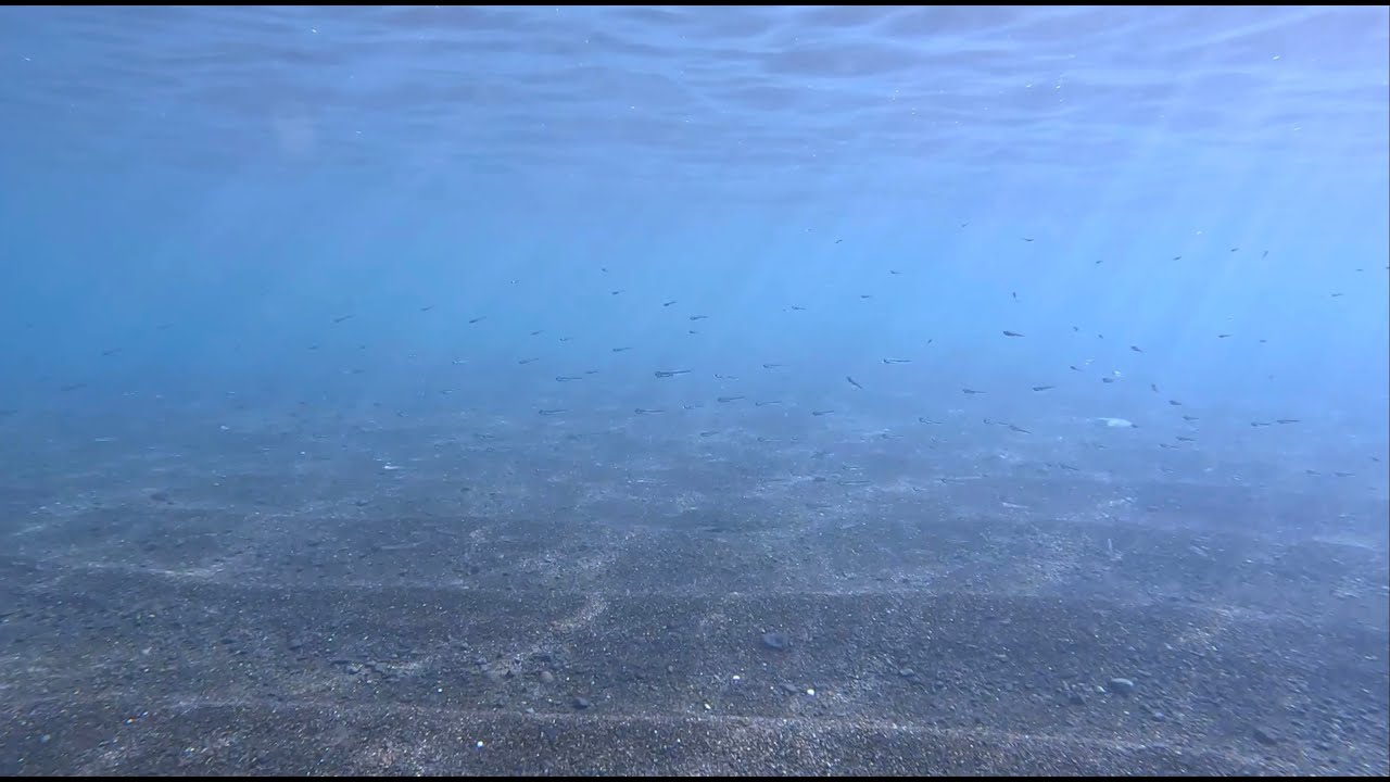Coastal underwater life in Spain | Tenerife - Malaga - Marbella | 4K