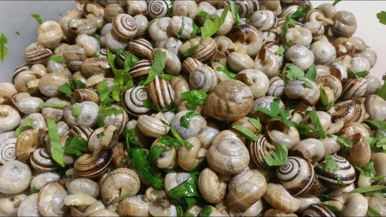 LUMACHE ALLA PALERMITANA, BABBALUCI PALERMITANI