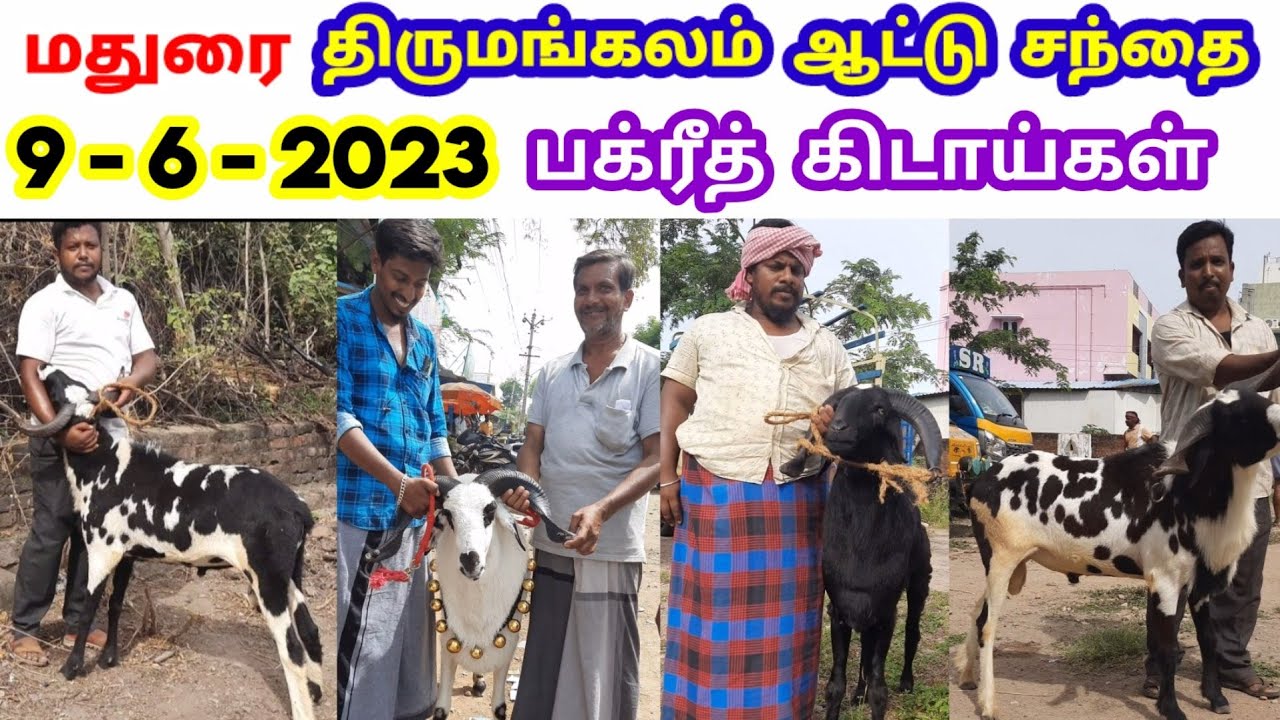 9 - 6 - 2023 / திருமங்கலம் ஆட்டு சந்தை / மதுரை / சூப்பரான பக்ரீத் கிடாய்கள் / @tamilvivasayi