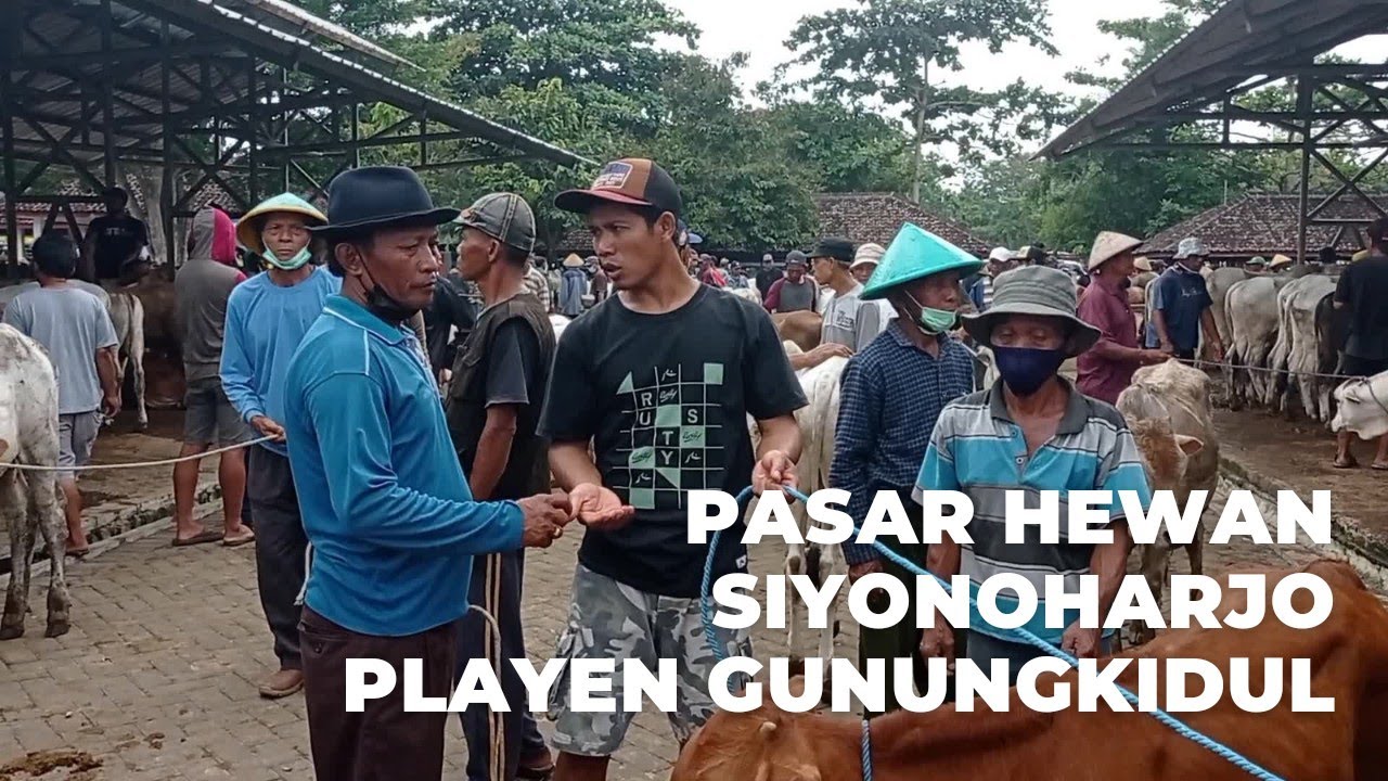 MENENGOK PASAR HEWAN SIYONOHARJO PLAYEN GUNUNGKIDUL