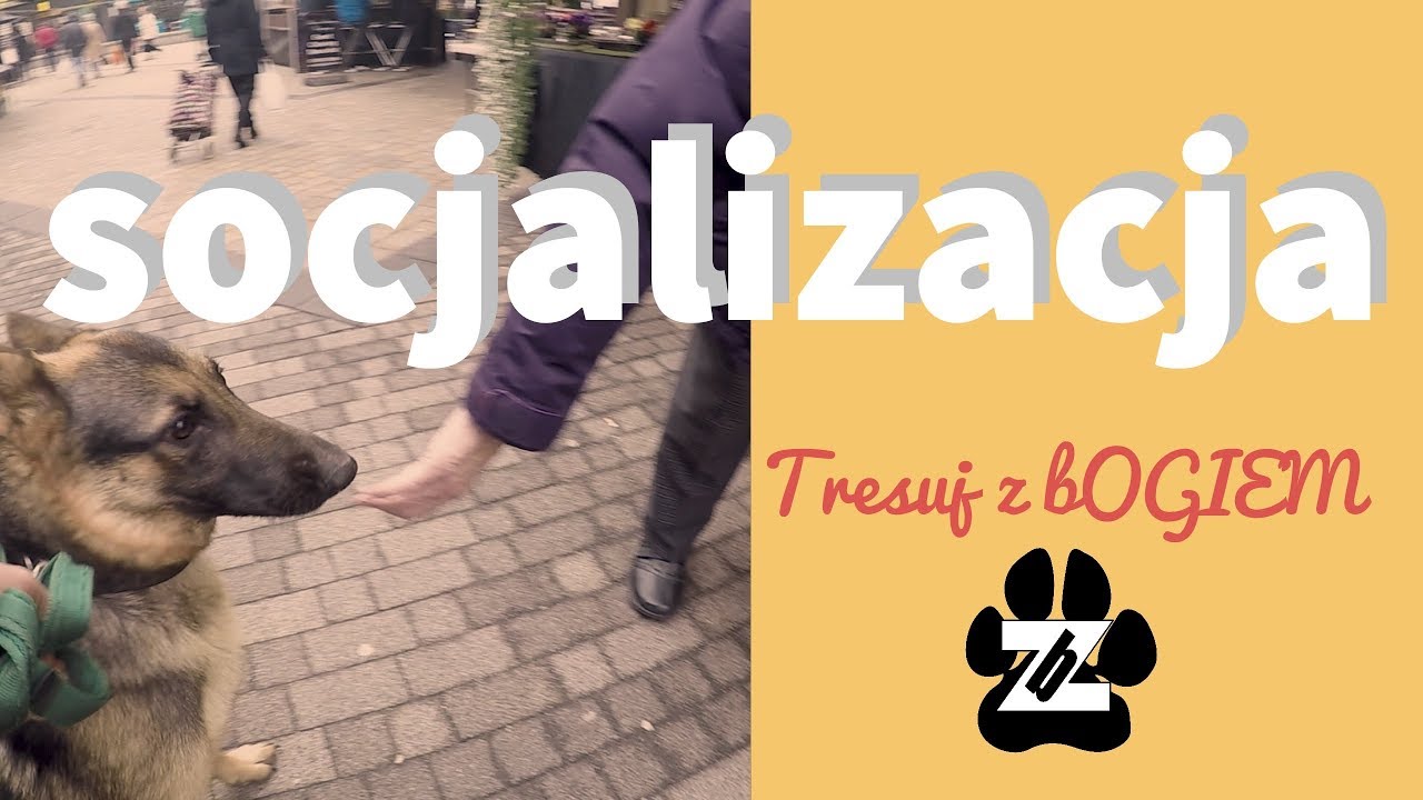 TZb - Socjalizacja, Czy pozwalać głaskać naszego psa obcym osobom?