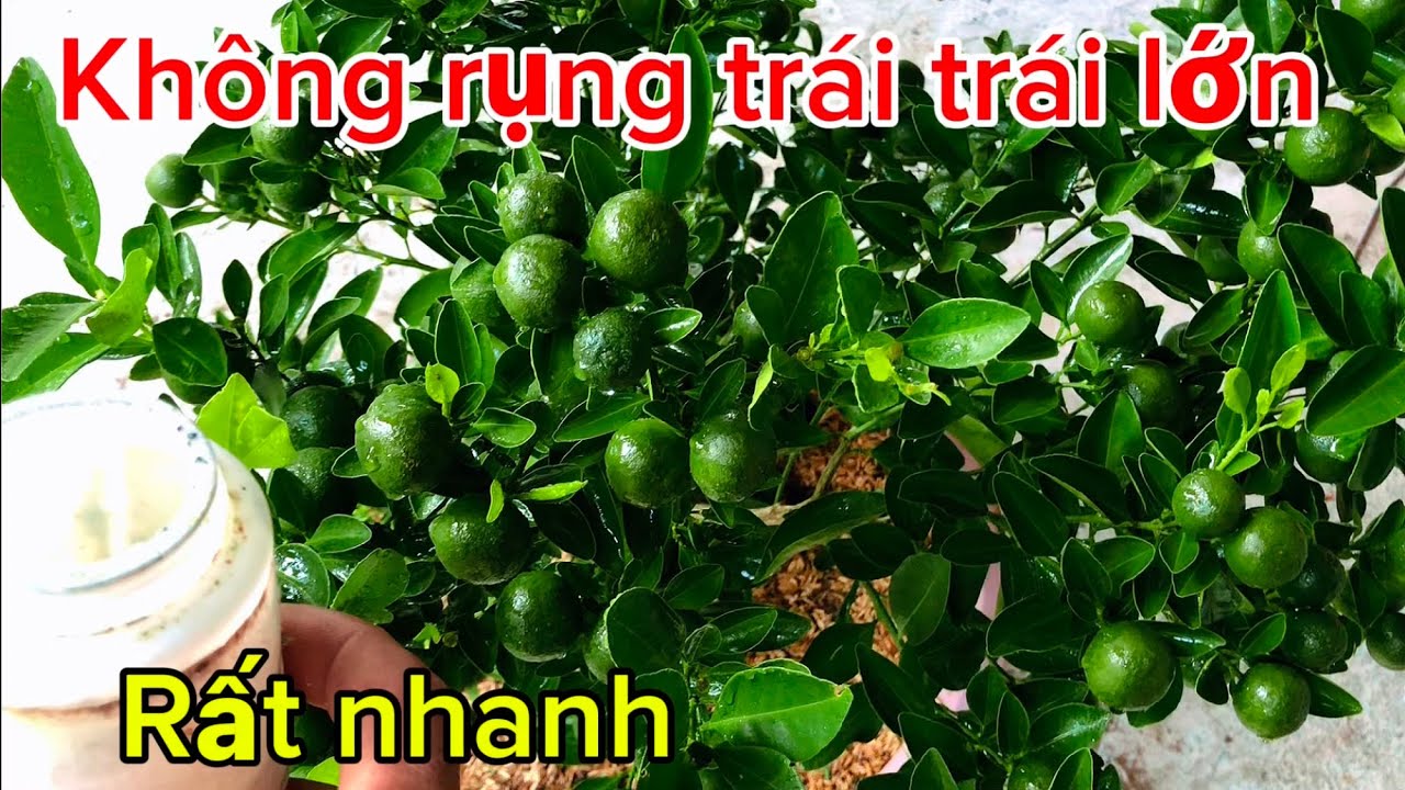 Bón loại phân này trái tắc (quất) chanh lớn rất nhanh 