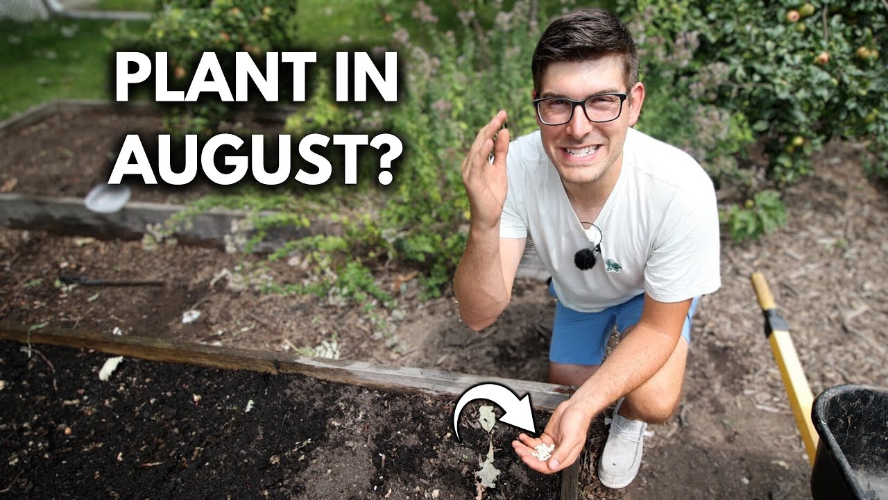 Crops You Can Direct Sow in AUGUST