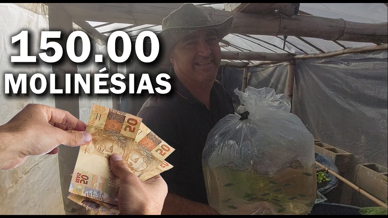 DEU LUCRO ESSE PEIXE?? MOLINESIA NEGRA 150 REAIS   Canal Saalada