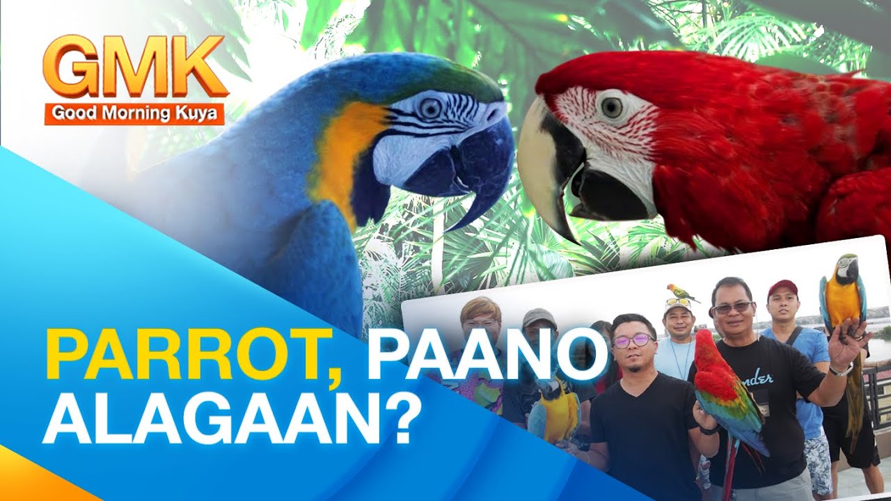 Mga wastong paraan ng pag-aalaga ng parrot | Pet Talk