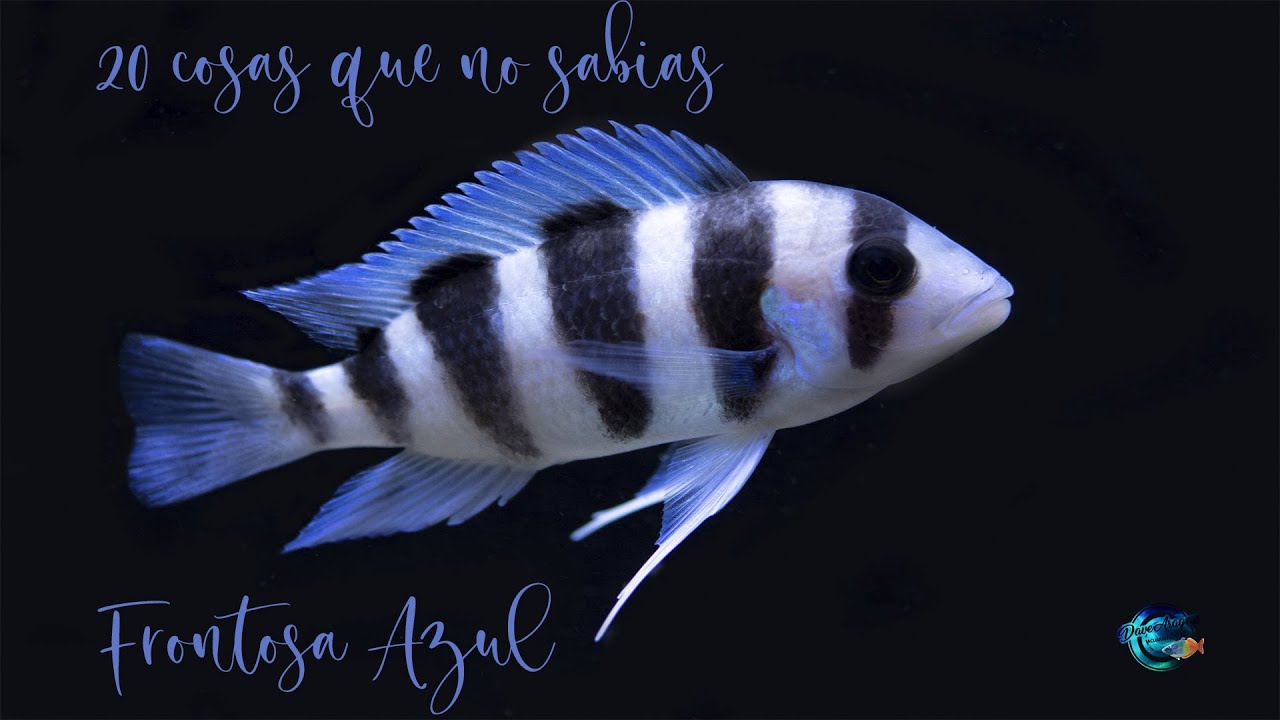 20 Cosas que no sabias de la Frontosa Azul (Cyphotilapia Frontosa)
