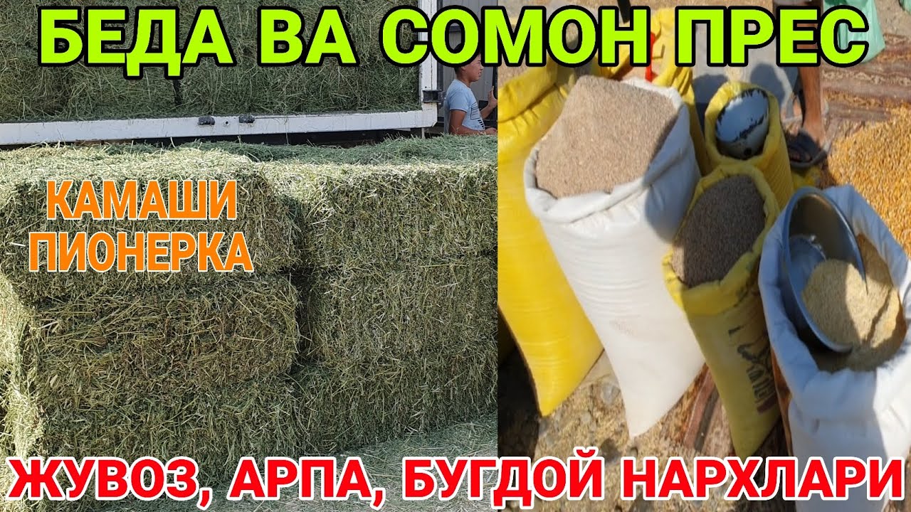 БЕДА ВА СОМОН ПРЕС, ЙЕМ НАРХЛАРИ. ПИОНЕРКА ЙЕМ БОЗОРИ.  КАШКАДАРЁ КАМАШИ. 1-СЕНТАБР 2025-ЙИЛ.