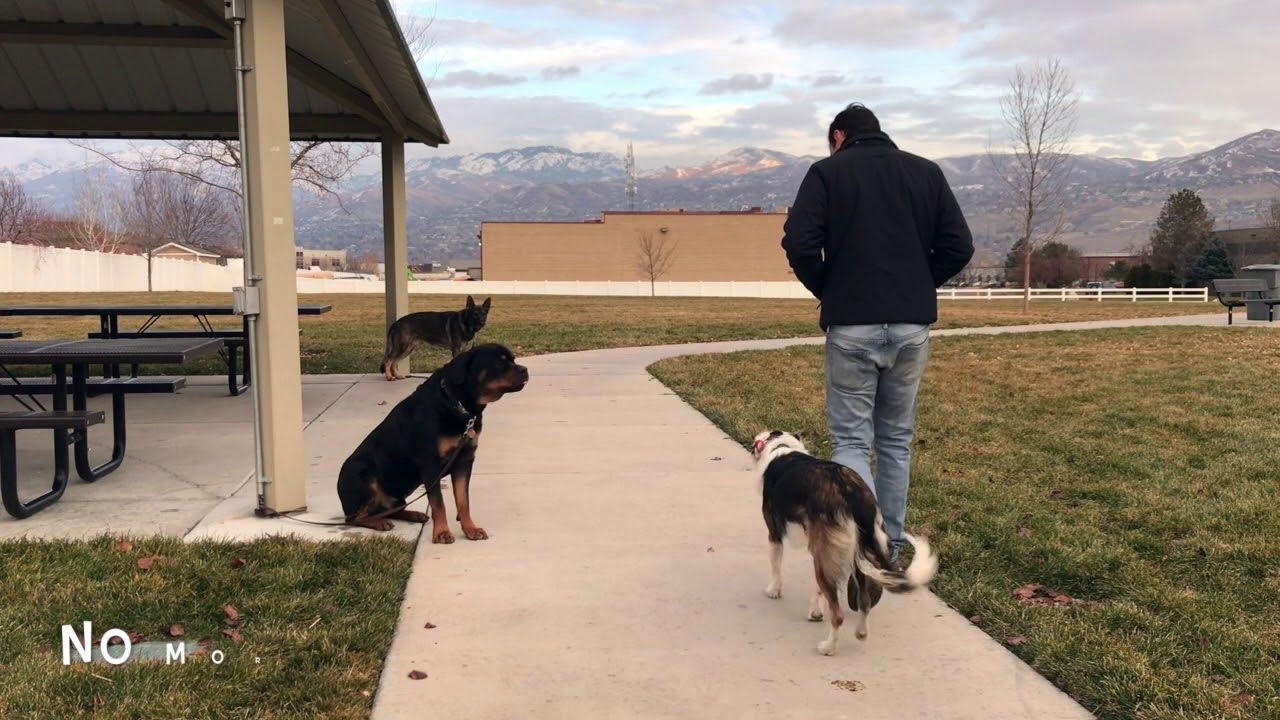North Salt Lake Dog Trainers ||| OLK9 Utah ||| 1 Year Old Border Collie, Harvey