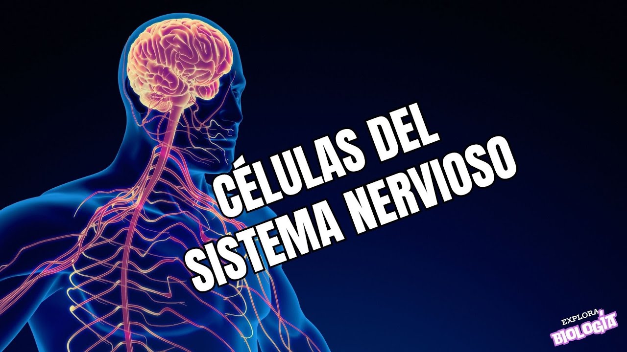 Sistema nervioso CÉLULAS