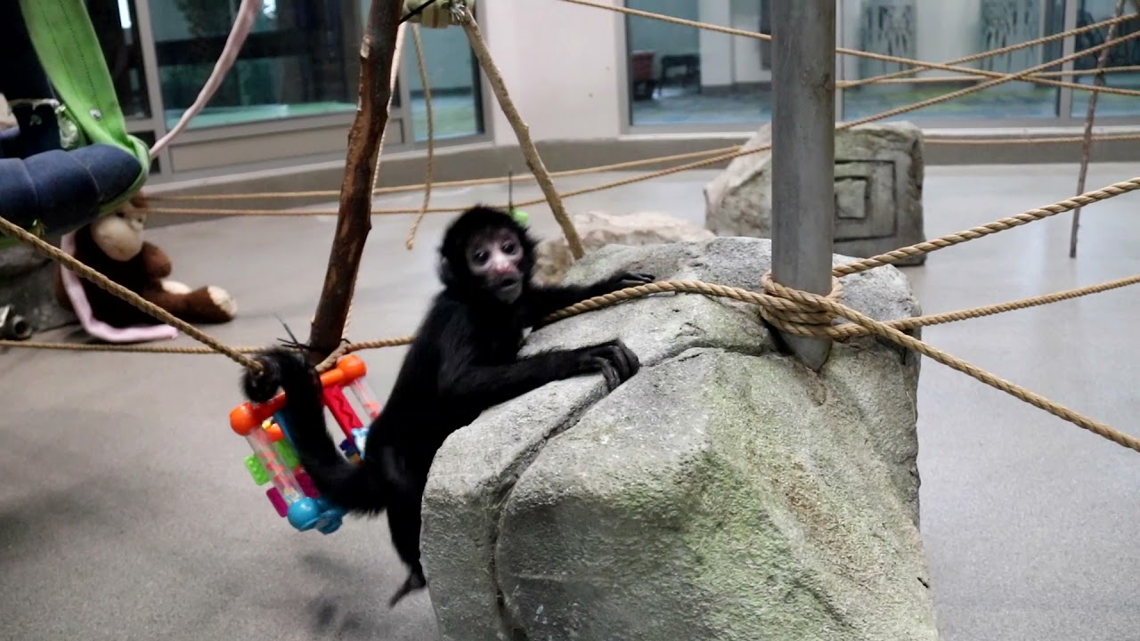 Baby Spider Monkey • Tonnie