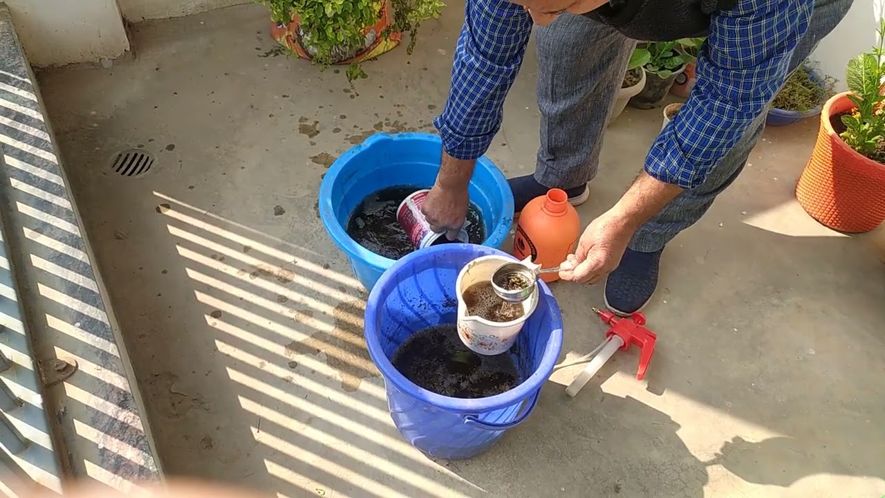 पौधों को नुकसान  पहुंचाने वाले कीड़ों को मारने हेतु उपयोगी कड़वी दवा का निर्माण #garden 
