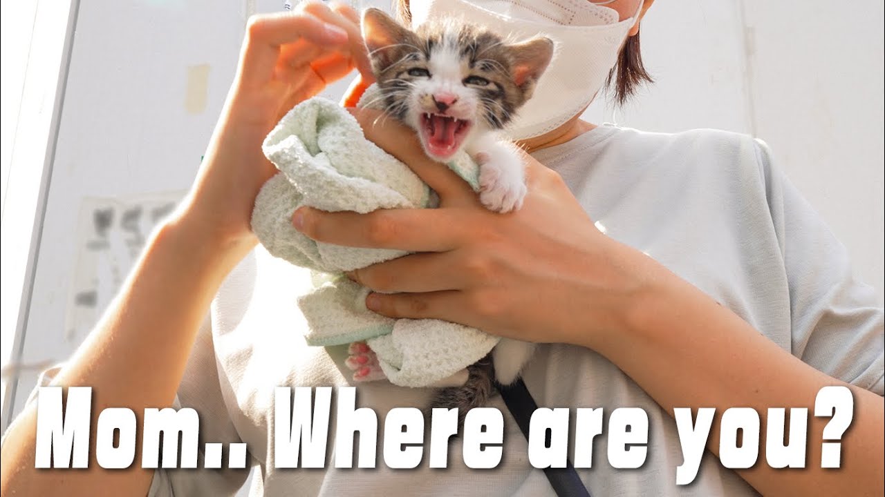 I Used a Translator On a Talkative Kitten..! (RESCUE ABANDONED KITTEN)