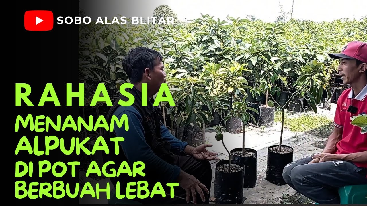 Rahasia Menanam Alpukat di Pot Agar Berbuah Lebat