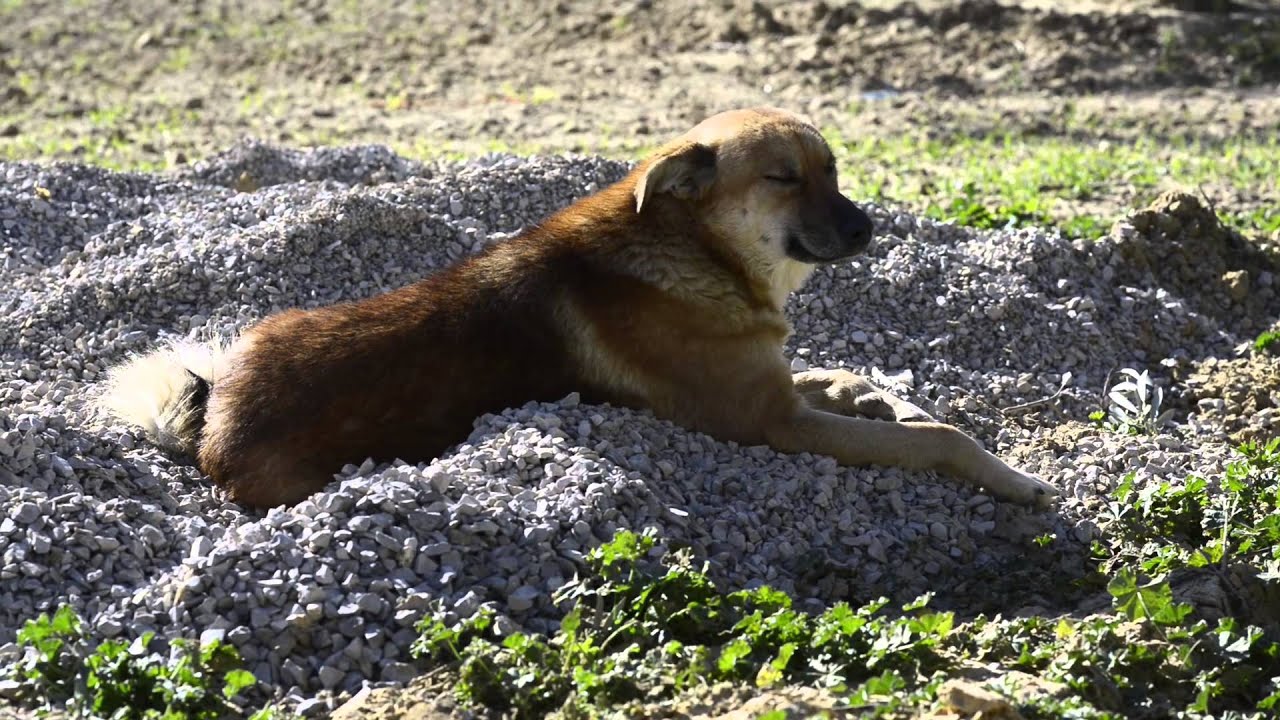Association pour la Protection des Animaux en Tunsie