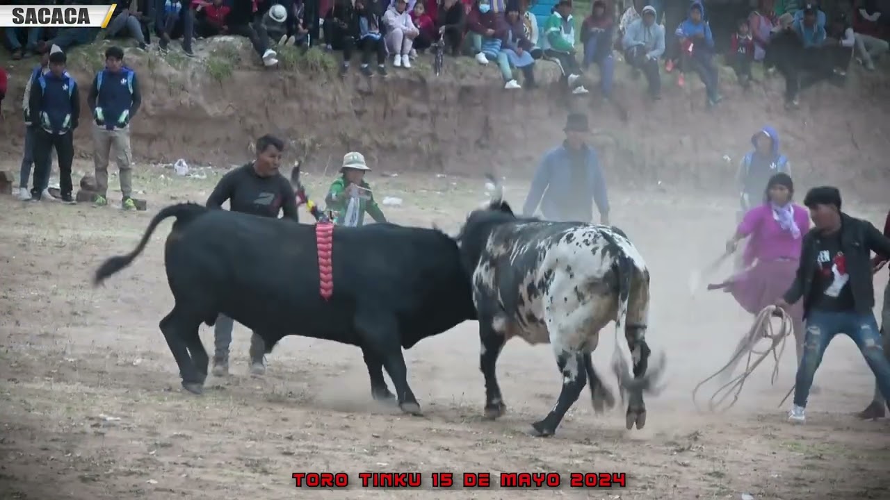 TORO TINKU SACACA 15 DE MAYO 2024