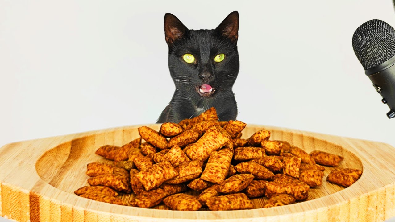 Cat eating Crunchy Dry Food ASMR