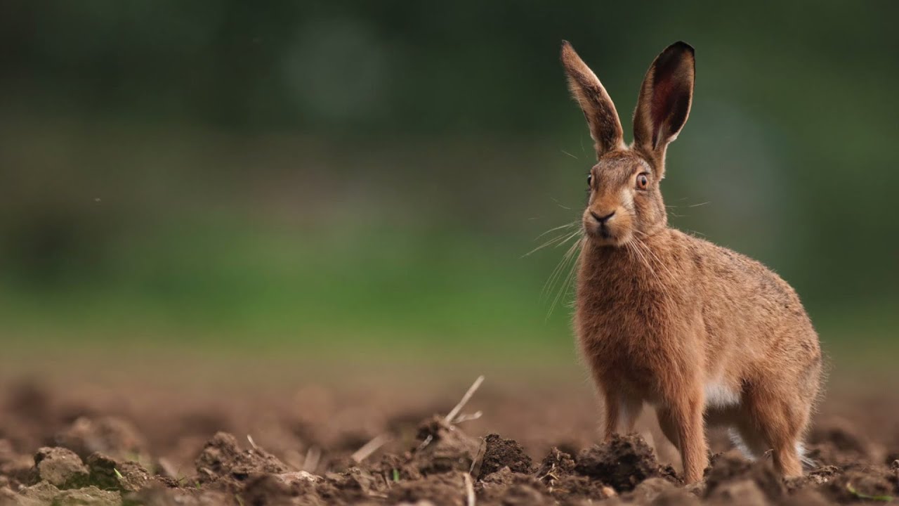 Life in the Wild Part 14: Photographing Brown Hares