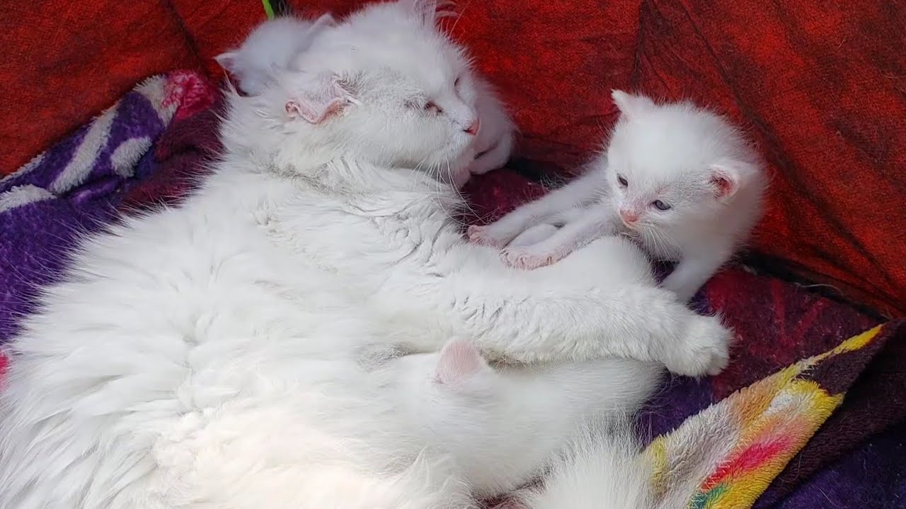 Mother Cat Attempts to Escape… Will She Abandon Her Kittens?