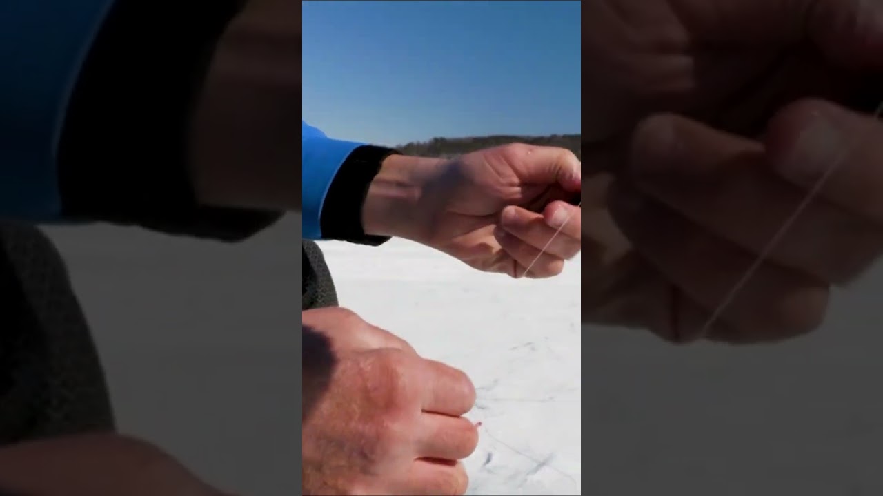 Live Bait Tip and Jumbo Perch
