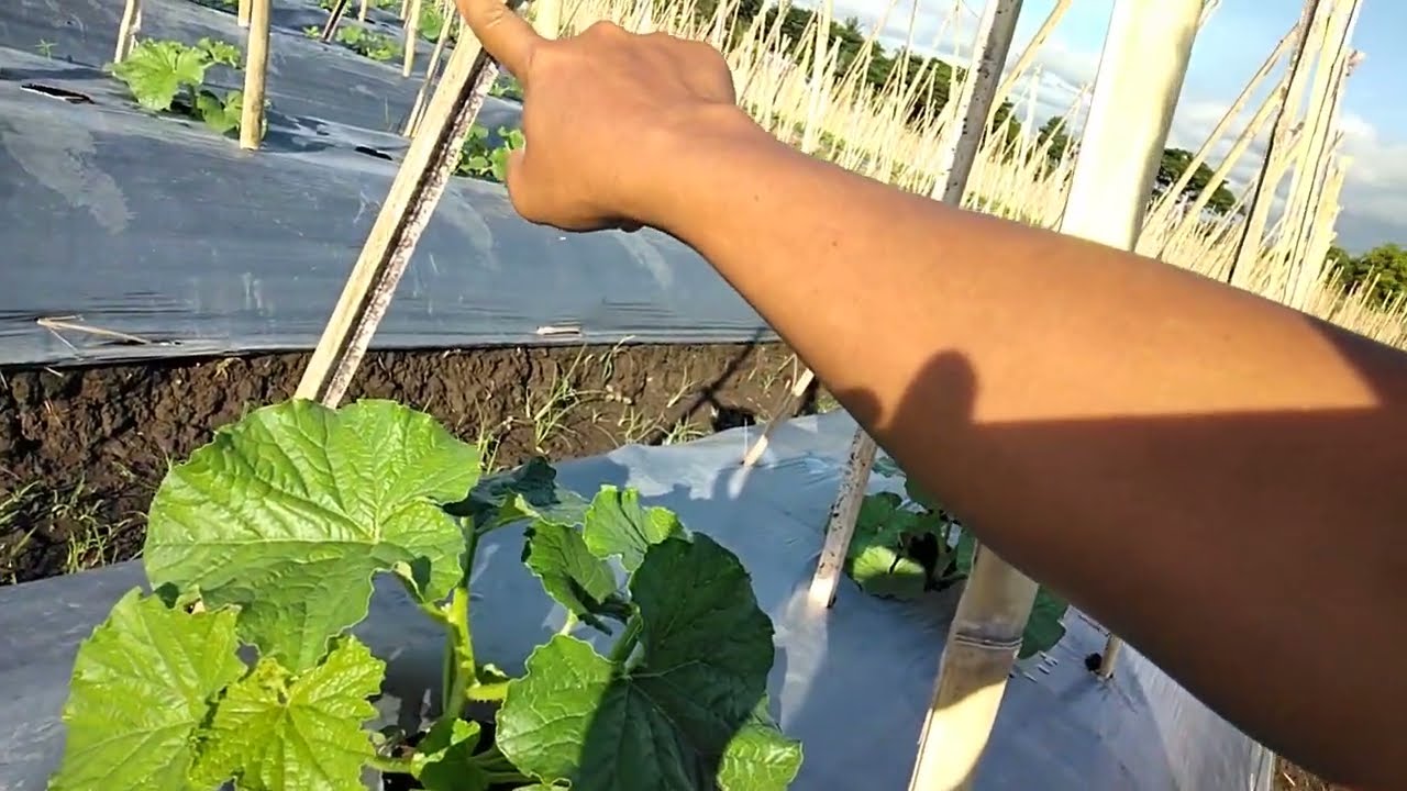 15 hst, cara menanam melon di lahan bekas