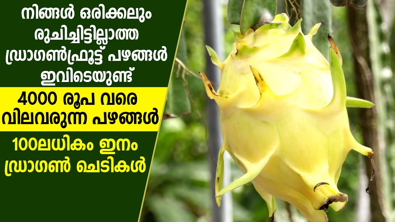 4000 രൂപ വിലയുള്ള ഡ്രാഗണ്‍ഫ്രൂട്ടിനെപ്പറ്റി കേട്ടിട്ടുണ്ടോ ? #dragonfruit #dragonfruitfarming