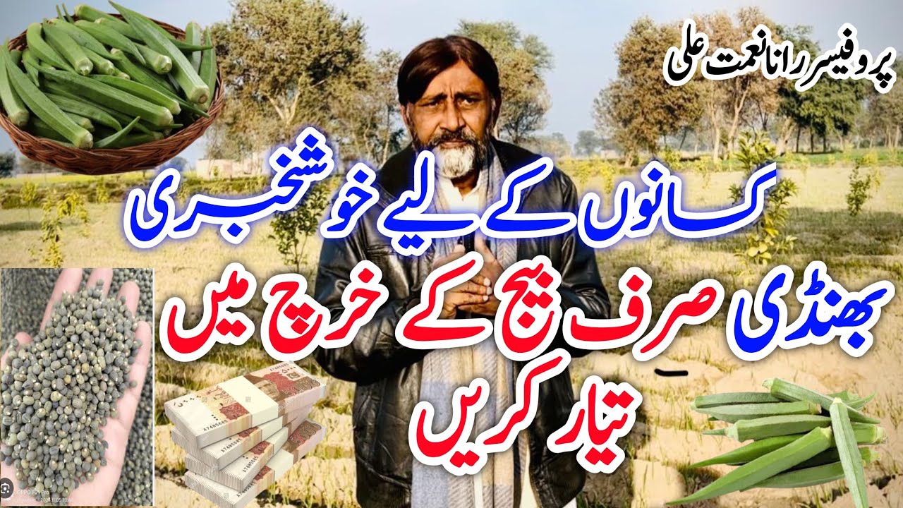 Okra produced only at the cost of seeds بھنڈی صرف بیج کی خرچے میں تیار