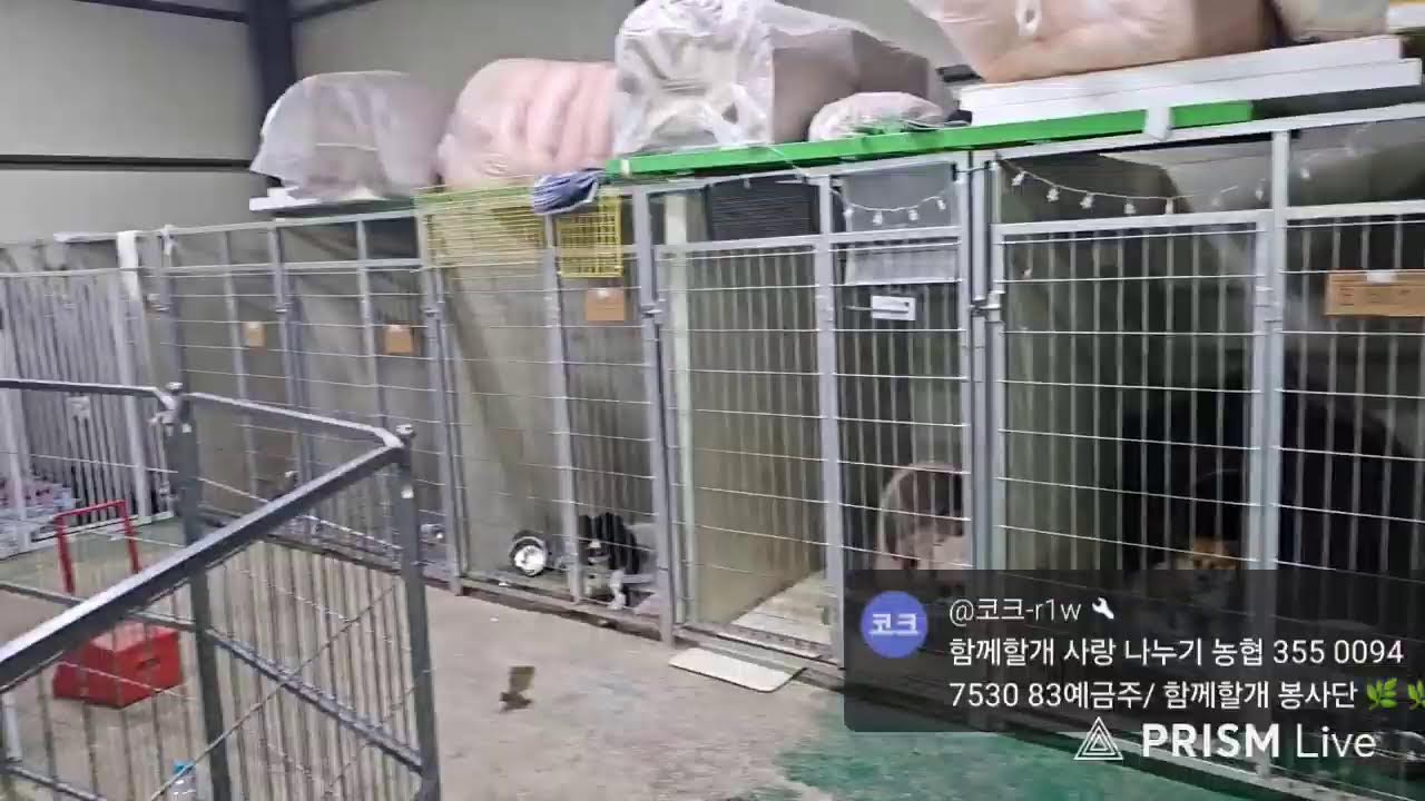 함께할개TV 봉사단 라이브 방송
