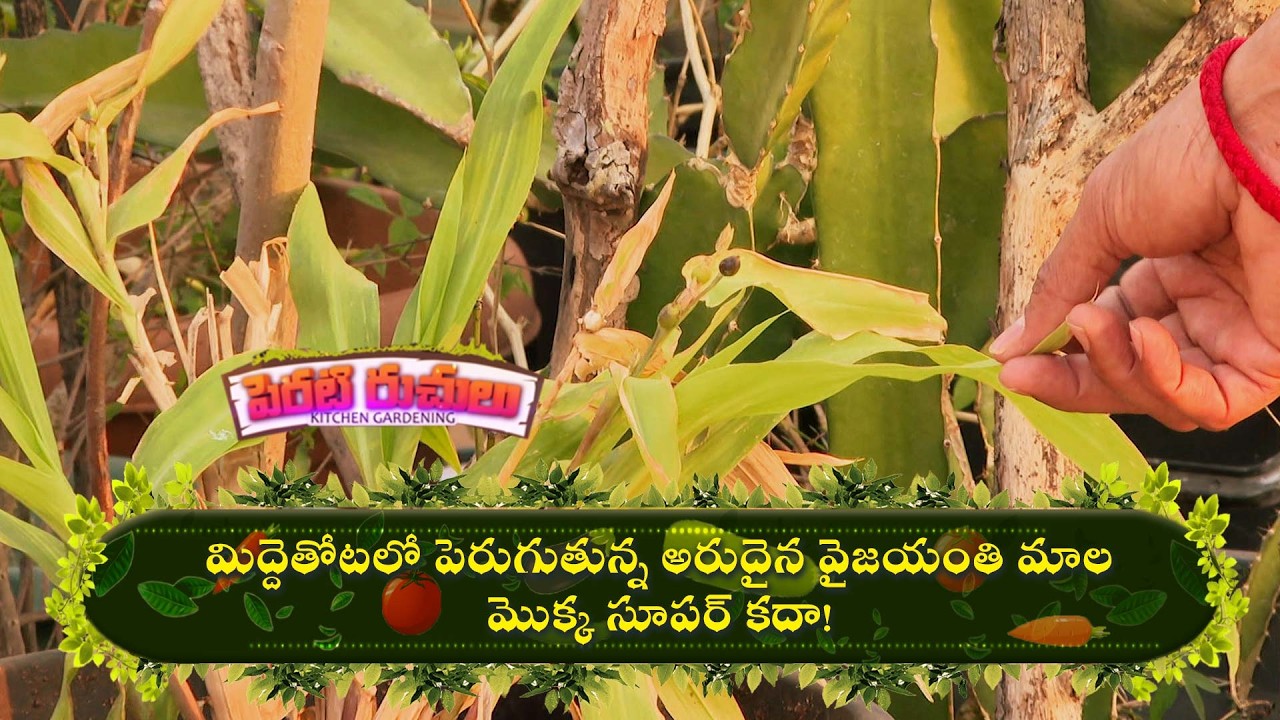 మిద్దెతోటలో పెరుగుతున్న అరుదైన వైజయంతి మాల మొక్క సూపర్ కదా! | Perati Ruchulu | ETV Abhiruchi