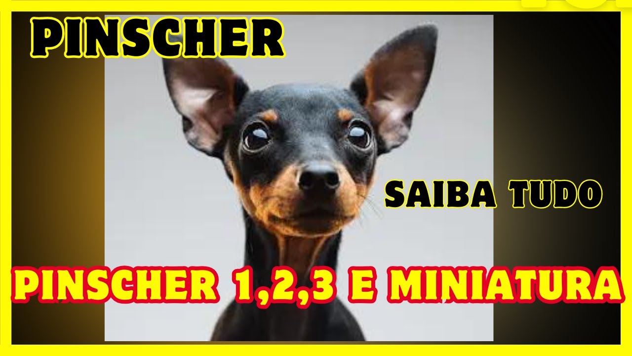 Saiba os 4 tipos de Pinscher :Pinscher 0, 1, 2, 3 ou Miniatura: quais as diferenças entre eles?