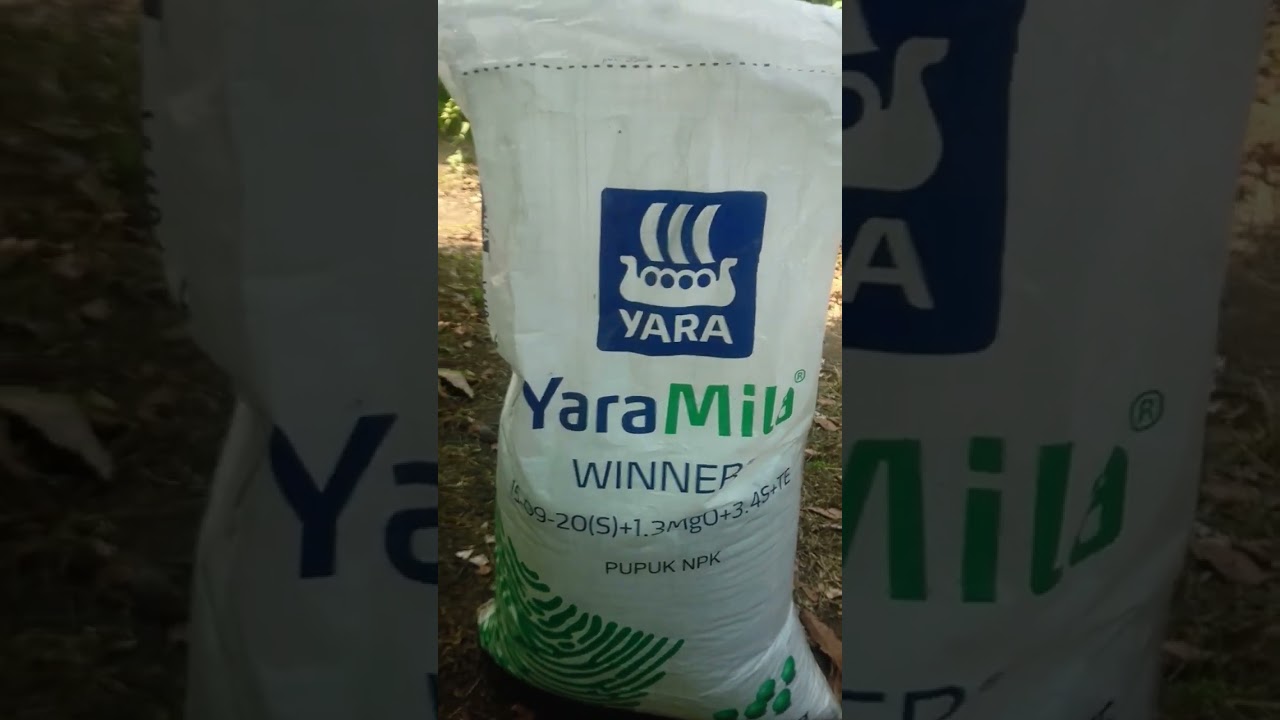 yaramila winner