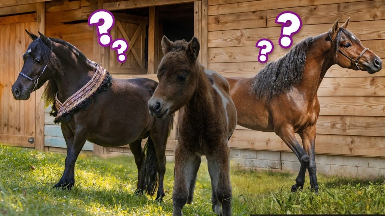 WO ist BLACKYs FOHLEN? (WAS ist PASSIERT ?!😨)