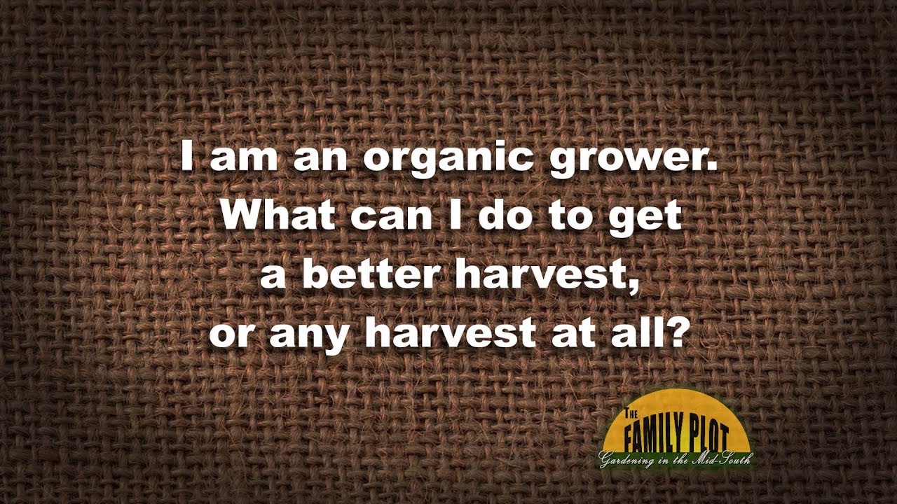 Q&A - Growing Organic Cabbage
