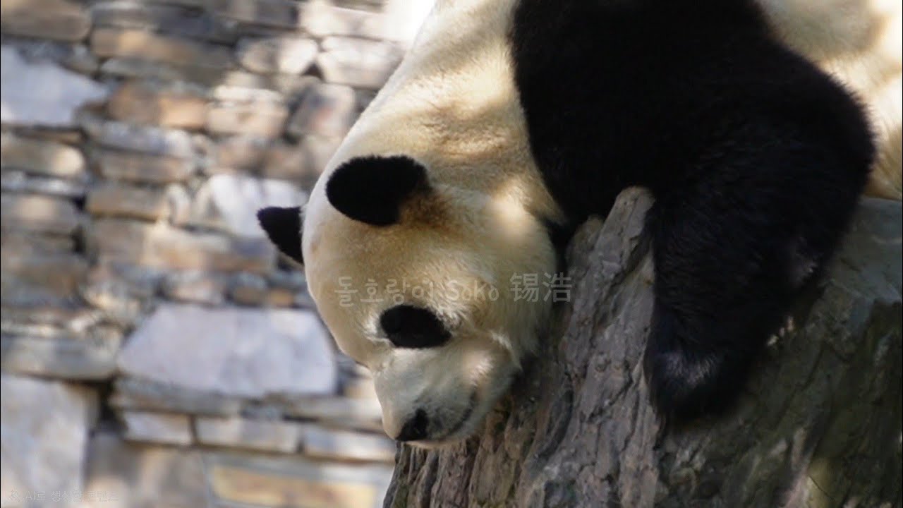 내눈으로 왕하트표 귀를 드디어 보네요...?! | 2월 21일 오전(푸바오 실시간) Panda Fubao