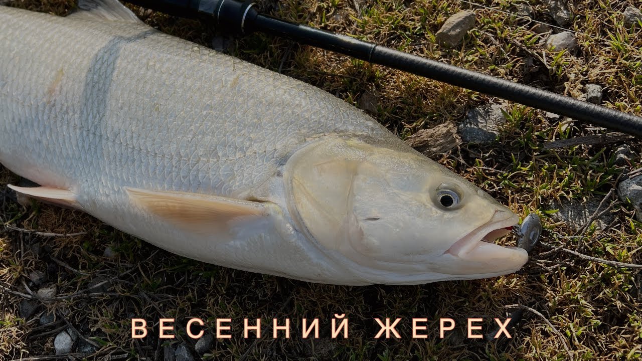 Весенний жерех. Рыбалка на реке Кубань🎣