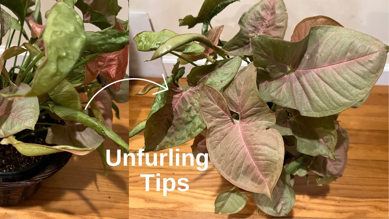 Syngonium Arrowhead Plant |UNFURLING TIPS
