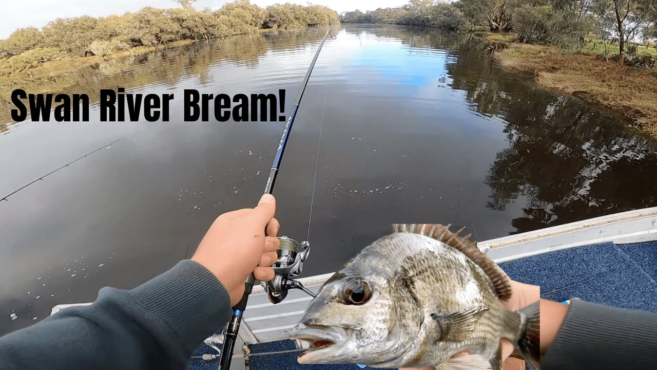 Bream fishing the upper reaches of the SWAN RIVER!!!