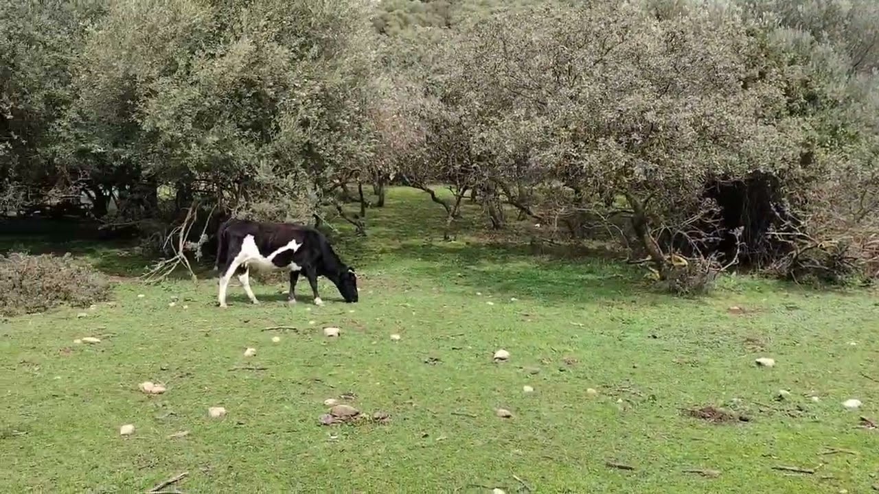 الطبيعة الساحرة ...الجزائر ..سيدي بلعباس جبل العطوش