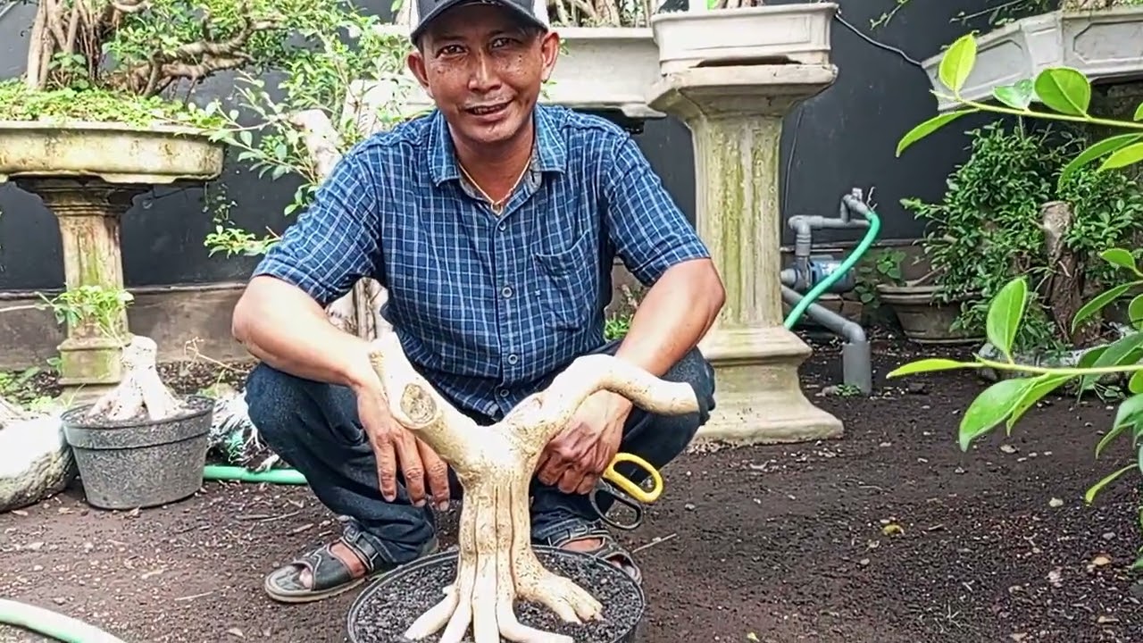 Review bahan bonsai menyambut tahun baru..ADM+6287865533169 #pecintabonsai 