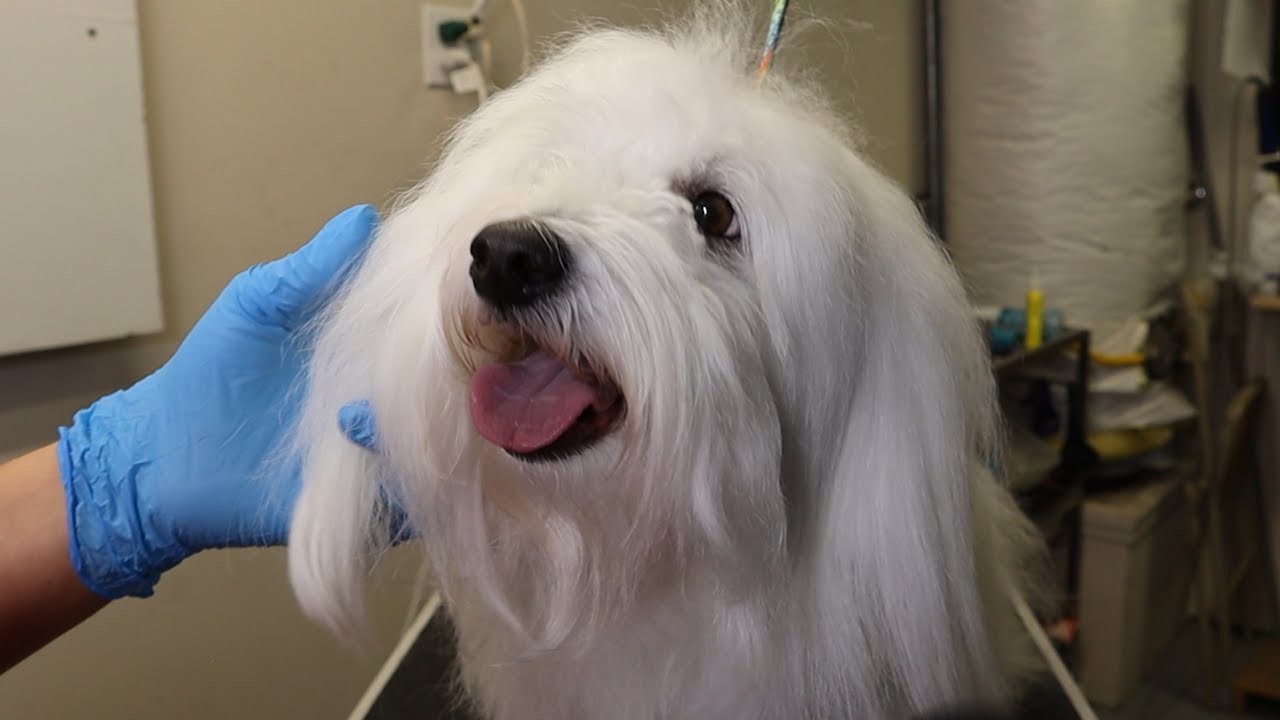 Most Beautiful Coat Brush Coton De Tulear