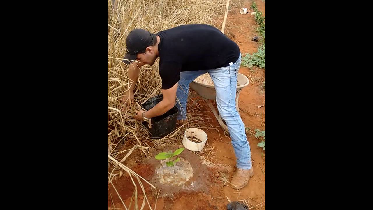 Pequi gigante... Como plantar o pequi. Vendas de mudas