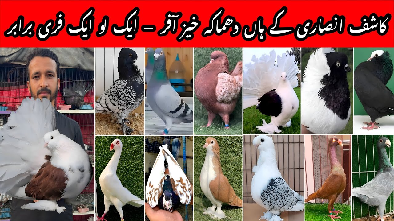 Kashif Ansari Fancy Pigeons | Ramzan Special Offers