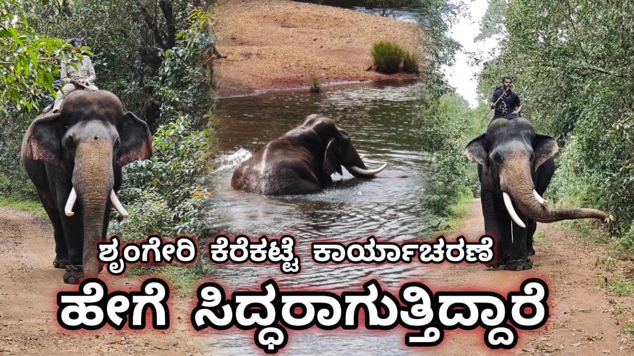 ಪಶ್ಚಿಮಘಟ್ಟದಲ್ಲಿ ಕಾಡಾನೆ ಸೆರೆಮಾಡಲು ಎಲ್ಲರೂ ಸಜ್ಜು! 🐘🔥