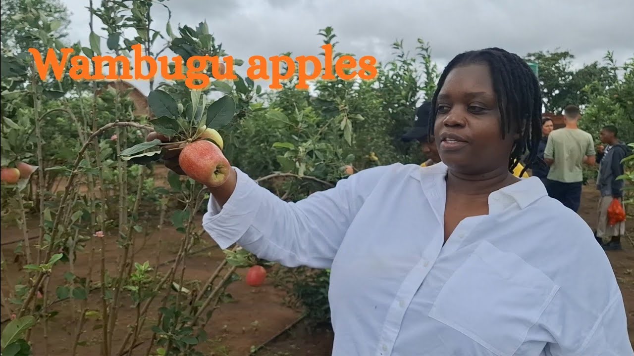 Фестиваль сбора яблок Вамбугу на ферме Чарута 🍎🌿