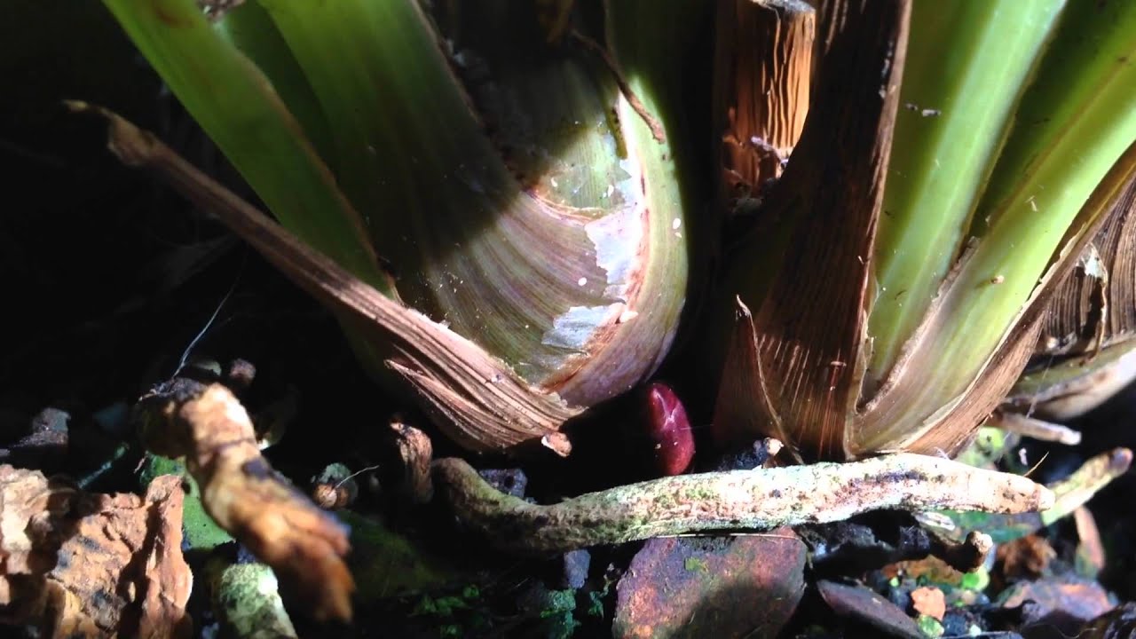 EASY CYMBIDIUM ORCHID CARE : How to induce spikes and rebloom Cymbidium Orchids
